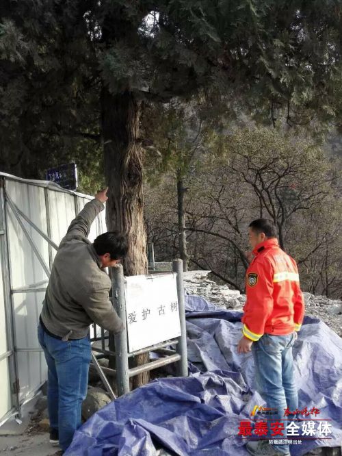 安全施工和古树保护并行不悖